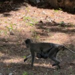 Bamburi Haller Park-Mombasa