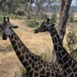 Bamburi Haller Park-Mombasa