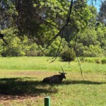 Bamburi Haller Park-Mombasa