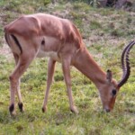 nairobi safari walk