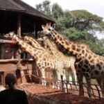 Nairobi Safari Walk Photos