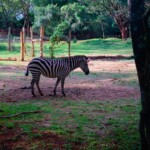 Nairobi Safari Walk