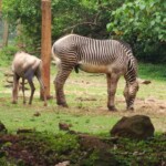 Nairobi Safari Walk