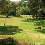 Nairobi Safari Walk