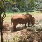 Nairobi Safari Walk