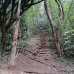Nairobi Arboretum Photos