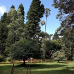 Nairobi Arboretum Photos