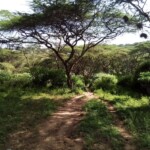 Nairobi Arboretum Photos