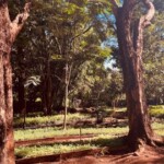 Nairobi Arboretum Photos