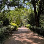Nairobi Arboretum Photos