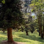 Nairobi Arboretum Photos