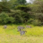 Nairobi National Park Photos