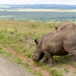 Nairobi National Park Photos