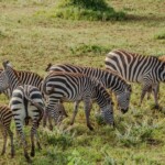 Nairobi National Park Photos