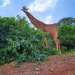Nairobi National Park Photos