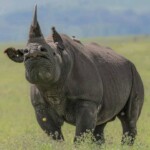 Nairobi National Park Photos