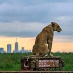 Nairobi National Park Photos