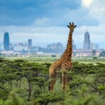 Nairobi National Park Photos